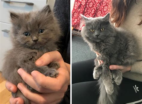 毛長|子猫の時からわかる！長毛猫の見分け方 